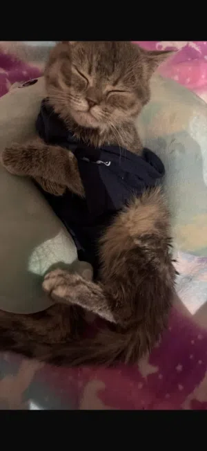 قطط للبيع  بثلاثين