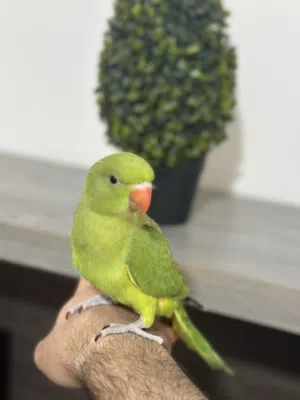 ببغاء الدره اليف... دره فرخ زق يدوي فطم جديد