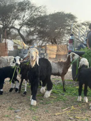 جعد نجدي اصل للبيع