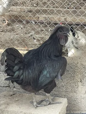 للبيع ديك اندنيسي اصل