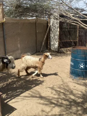 للبيع سخلة