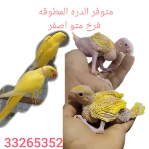 الدره المطوقه  متو