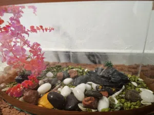 حوض سمك مع الزينه