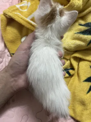 قطة صغيرة للتبني مجاني