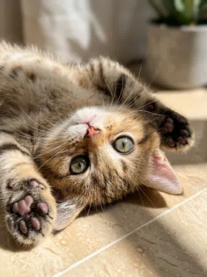 Super Playful Scottish Kitten - 2 Months Old