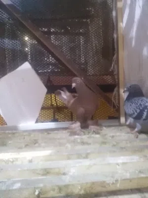 حمام للبيع