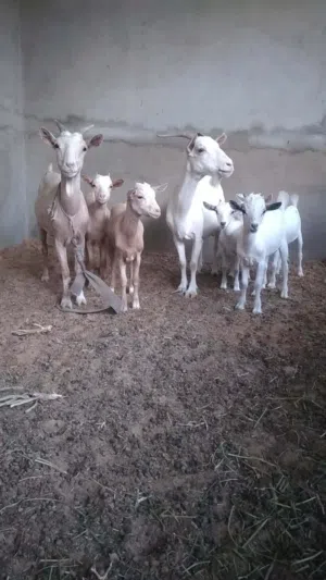 معيز كردي جامبو للبيع