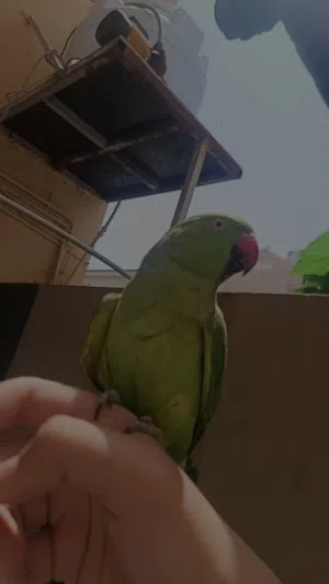 ببغاء الدره للبيع ب65 و قابل للتفاوض