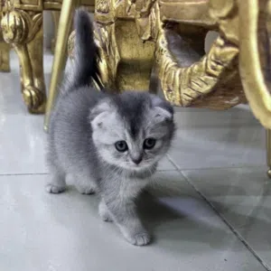 اخر قطه سكوتش فولد سلفر