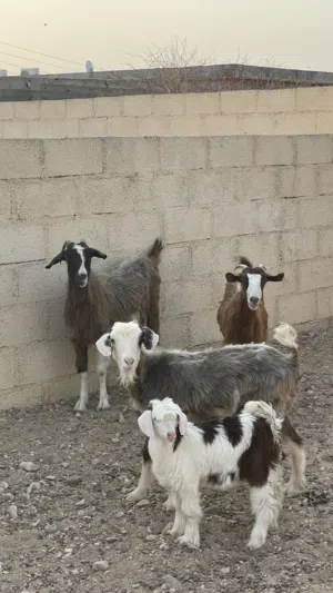 غنم من حلال بني سعيد