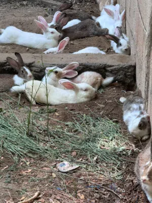 للبيع ارانب كبار ذكور في عمر الانتاج