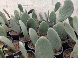 تين شوكي هجين