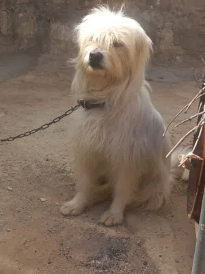 كلب للبيع بسعر مغري