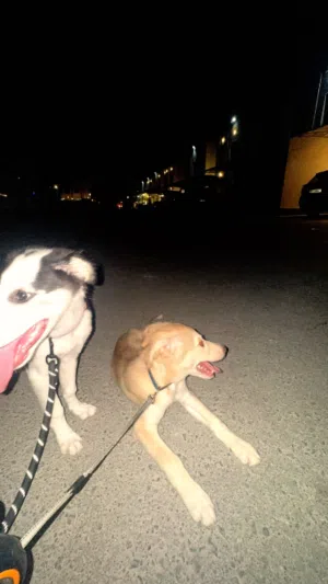 Rehoming for two puppies 3 months old