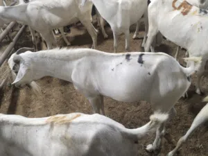 Goats sheep's al category available