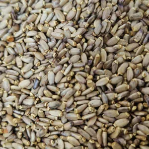 بذور حليب الشوك او شوك الجمل لعلاج  للدهون الكبد والجهاز الهضمي