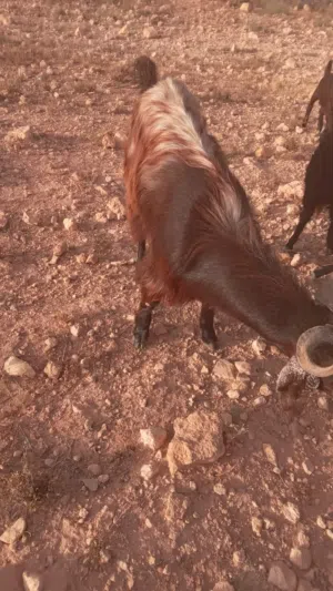 برشني هجين