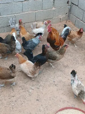 دجاج عربي للبيع