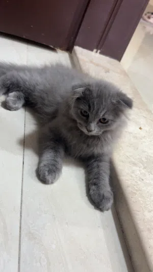 ( 4 قطط للبيع مرة واحدة أم واولادها )