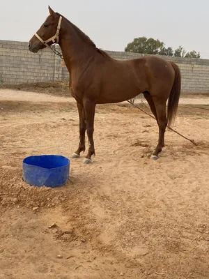 فلو للبيع المكان مصراتة