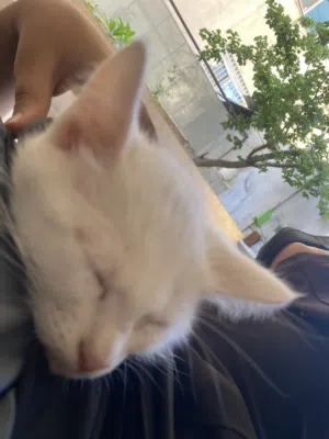 قط شرازي مكس نضيف ومعقم وبحب العب