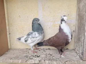 زوج تار وحمره فول للبيع او مراوس بزواجل بيض او حمر