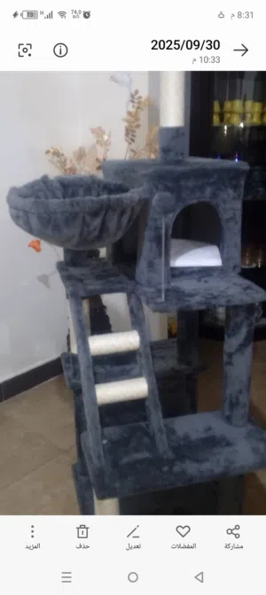 خداشه للقطط وبيت للقطط