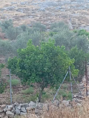 ‏سكنية ‏.‏ 986 م٢ ‏.‏ المالك‏4