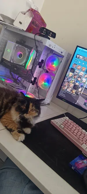 بيسي كيمنك للبيع