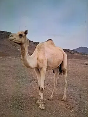 ناقه للبيع