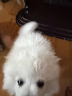 White Pomeranian dog