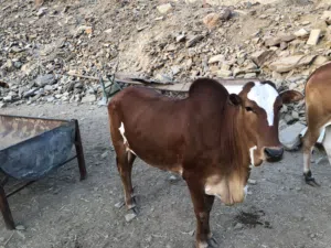 للبيع خبشه لحم وشحم شي فاخر
