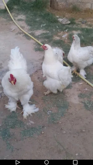 للبيع دجاج