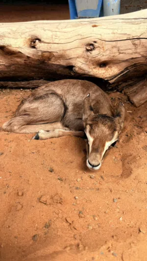 البيع غزال الدماني العمر اسبوع