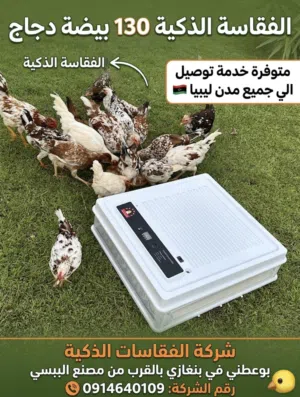 الفقاسة الذكية تحمل 130 بيضة دجاج