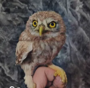 بوم للبيع
