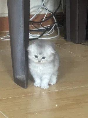سكوتش فولد بيور عيون زرق