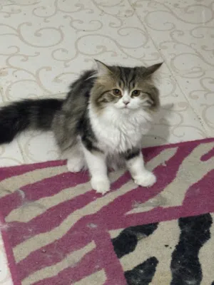 kittens for adoption
