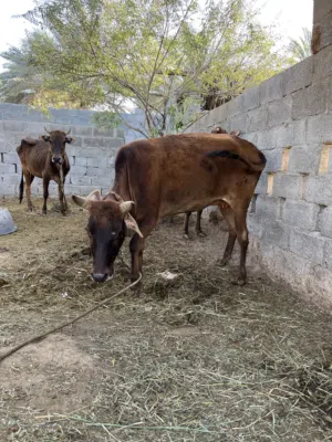 ثيران وأبقار محليه