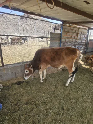 السلام عليكم