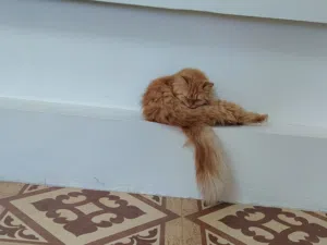 قطة شيرازية للبيع