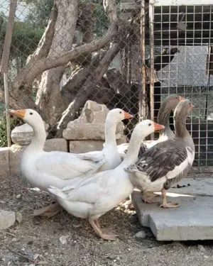 وز اربع اناثي وذكر