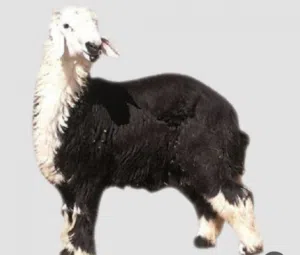 جزار سوري محترف