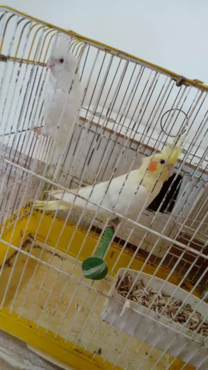 جوز كوكتيل شغالات تحتيهم 4بيضات مخصبات