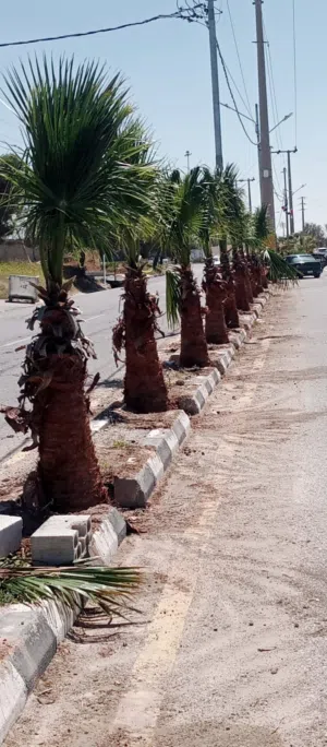 نخيل مثمر ونخيل للزينه جميع الاحجام