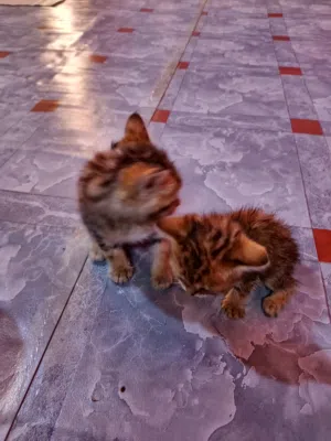 لبيع صغار عمرهن شهر ونص