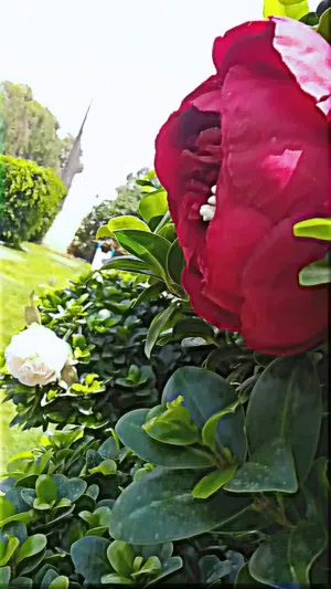 السلام عليكم غني تنسيق وتزيين حدائق تعشيب ارضيات استراحات منازل