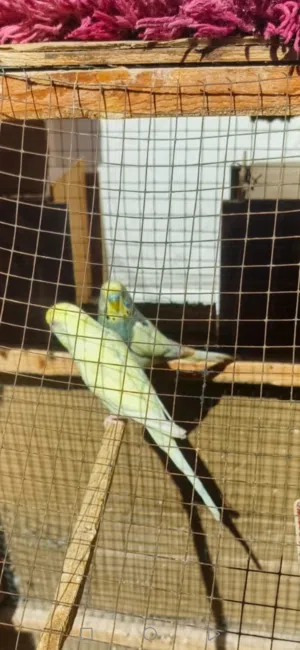 طيور حب للبيع