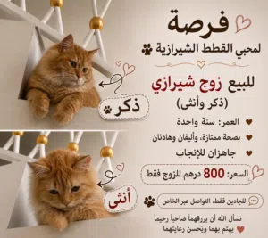 قطط / زوج شيرازي