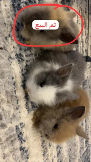 ارانب نظيفة وأليفة dwarf bunnies